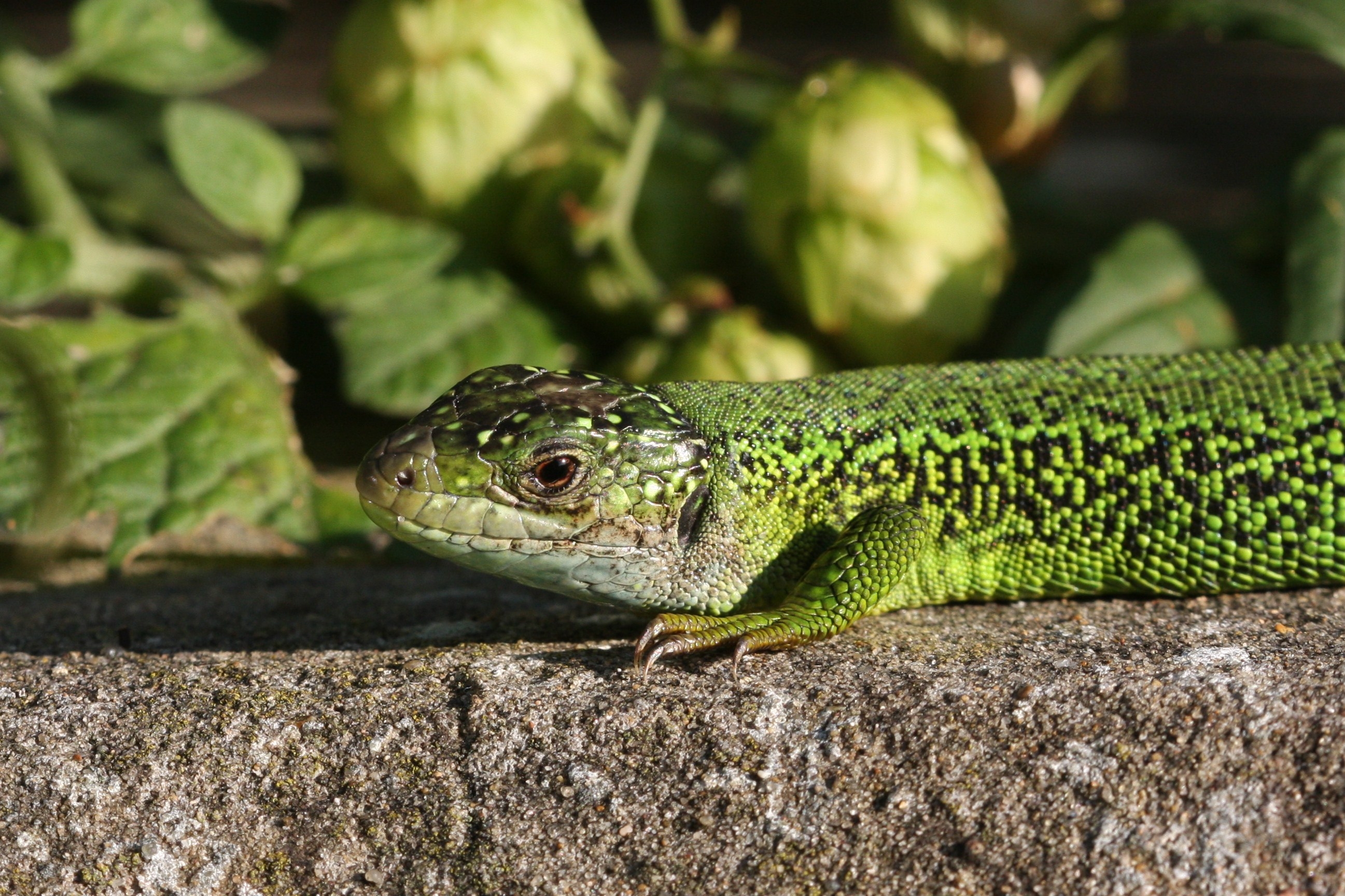 Wild Jersey Birds on the edgeBirds on the edge