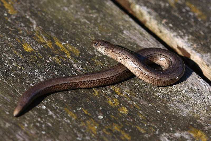 Reptiles Birds on the edgeBirds on the edge