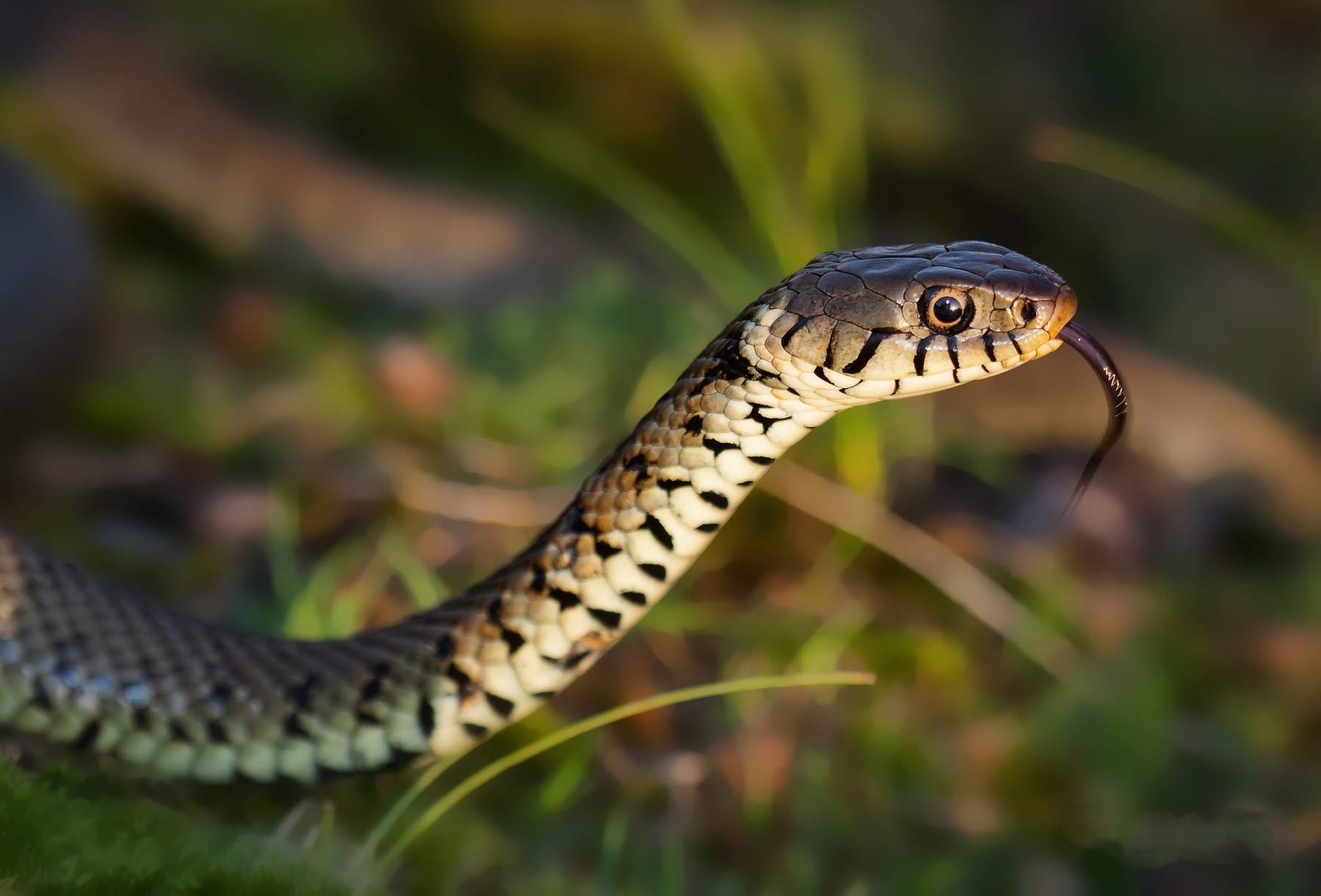 Ouaisné Common Birds on the edgeBirds on the edge