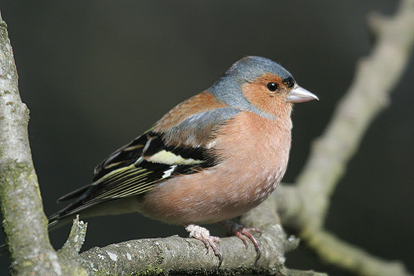 Conditions would lead to extinction of a finch population