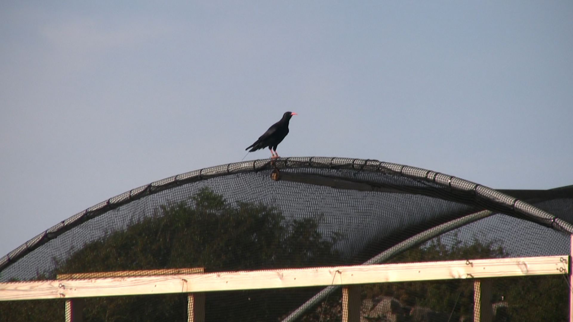 The first chough out (PG). 28-8-2013. Photo by Annette Lowe