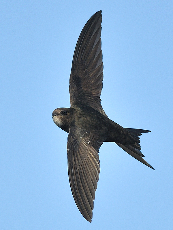 Have you seen a swift? - Birds on the edgeBirds on the edge