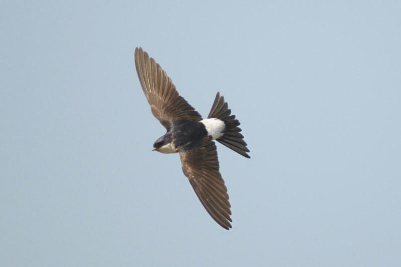 Where are our house martins? Birds on the edgeBirds on the edge