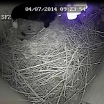 Black removing her first egg from the nest. Photo by Liz Corry