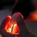 Eggs are candled and weighed daily to monitor development. Photo by Liz Corry