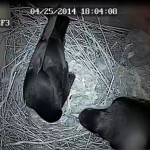 Gwinny laying an egg whilst the male watches with interest. Photo by Liz Corry