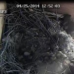 Gwinny’s nest with an egg before the male removed them. Photo by Liz Corry