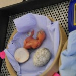 The first egg hatched on 30th April with the second close behind. Photo by Liz Corry The first egg hatched on 30th April with the second close behind. Photo by Liz Corry