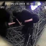 Tristan and his female Black fighting in nest-box. Photo by Liz Corry