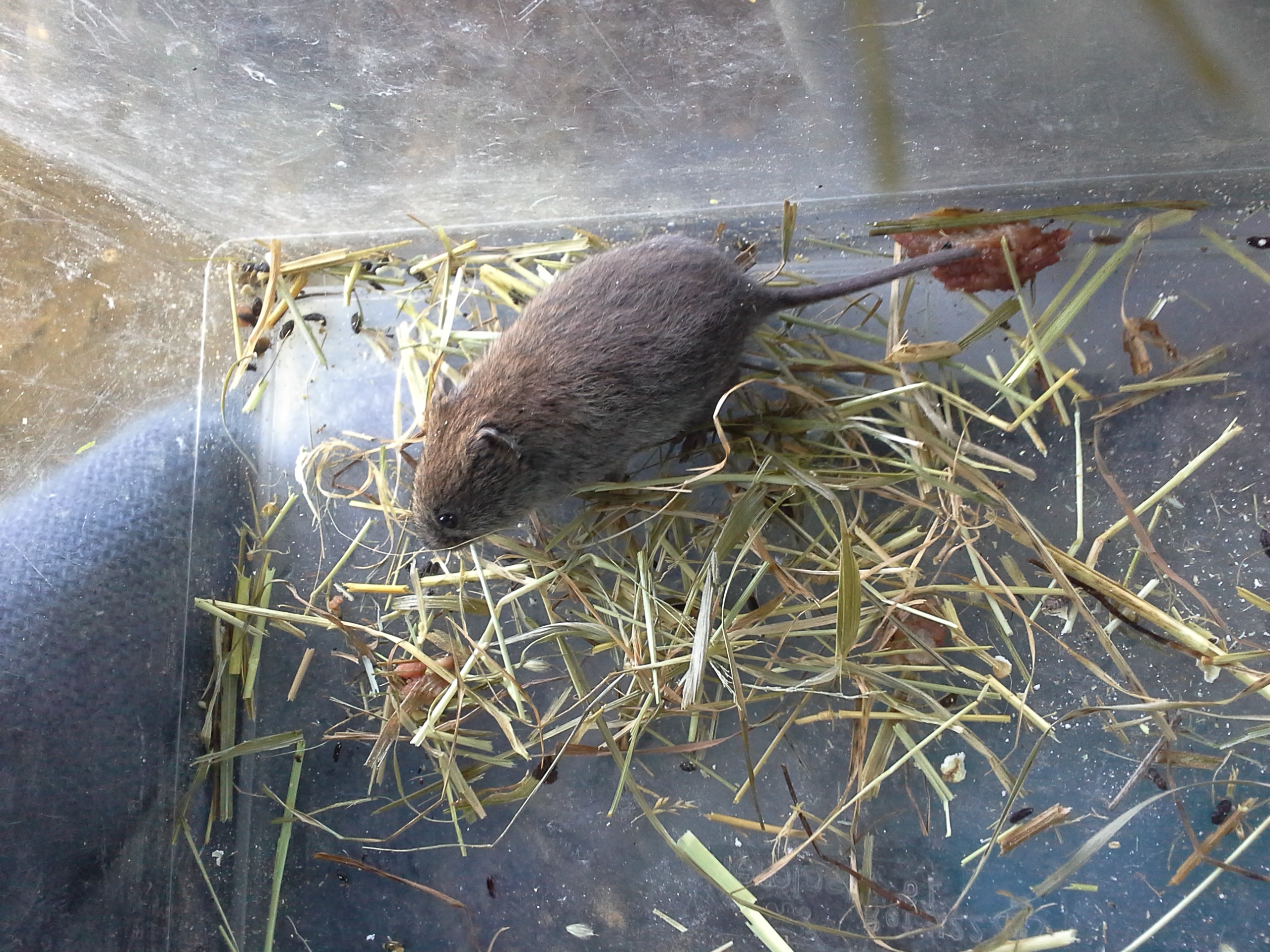 Would you like to help with the 2014 Jersey Small Mammal Survey