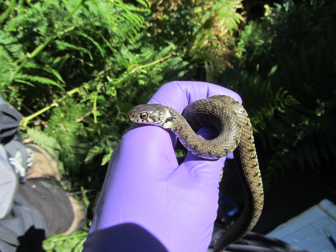 Status and conservation of grass snakes and slowworms in Jersey