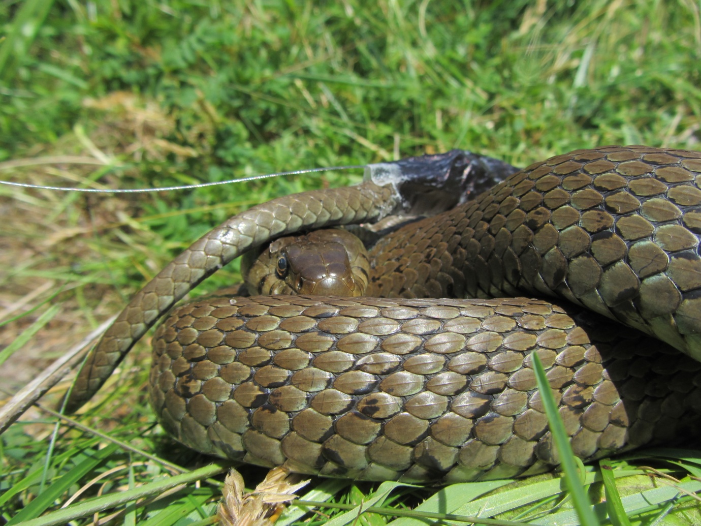 Status and conservation of grass snakes and slowworms in Jersey