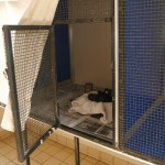 Chicks moved from the brooder to the rearing cages once they could survive at room temperatures. Photo by Liz Corry