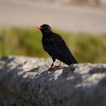 A wild Cornish chough chick