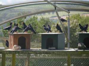 Choughs bred at Paradise Park