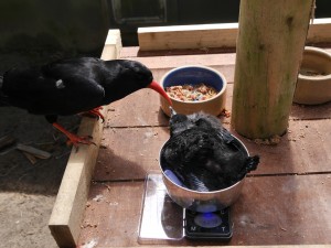 The foster chick had daily weigh ins for the first three weeks to monitor its progress. Photo by Liz Corry
