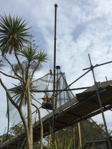 Work began this month in repairing and redesigning the display aviary at Durrell. Photo by Glynn Bower. SORG crane Glynn Bower (2)