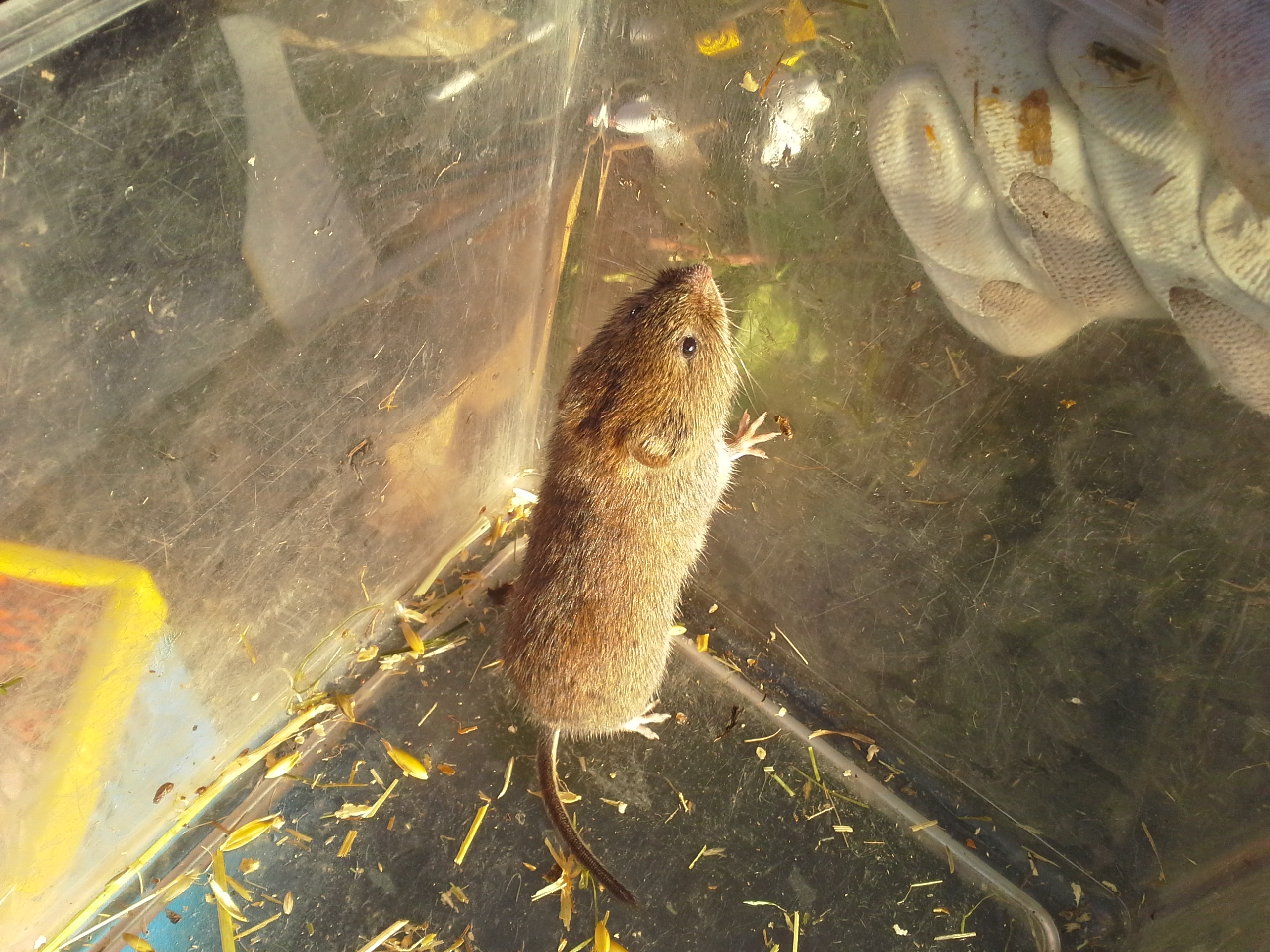 Small mammal survey Jersey 2014 Birds on the edgeBirds on the edge