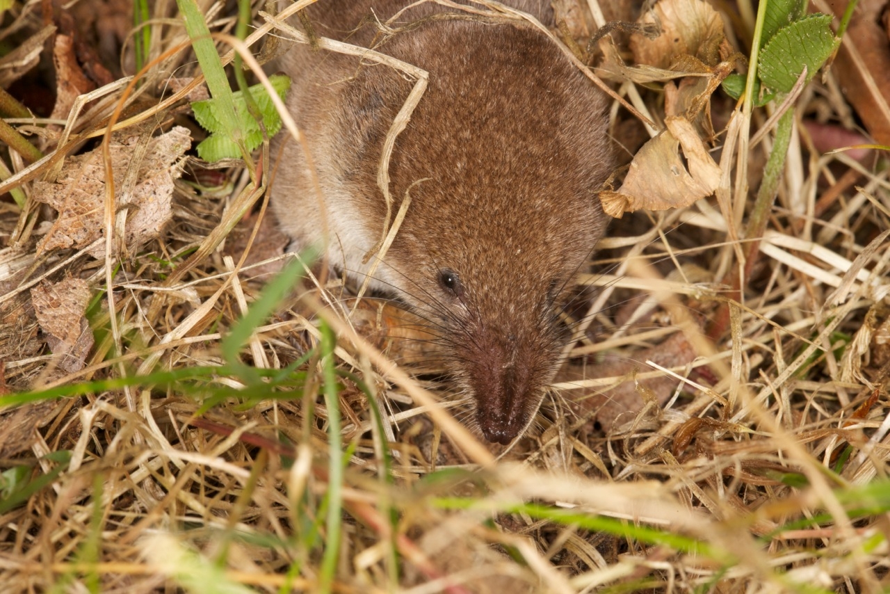 Small mammal survey Jersey 2014 Birds on the edgeBirds on the edge