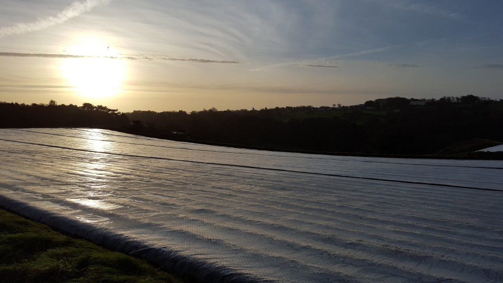 Potato fields in Jersey are now covered to protect the freshly planted Jersey Royals. Photo by Liz Corry. 20160126_083905