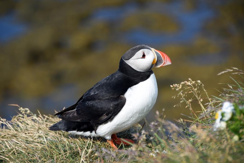 Jersey's Atlantic puffin population a last chance to see? Birds on the edgeBirds on the edge