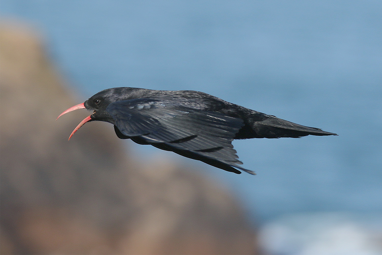 Red-billed-chough-at-Sorel.-Jersey.-Photo-by-Mick-Dryden-1.jpg