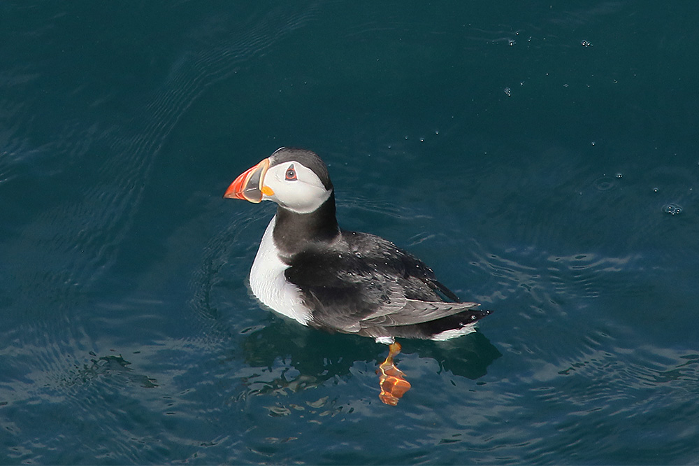 How are Jersey's puffins doing in 2017? Birds on the edgeBirds on the edge