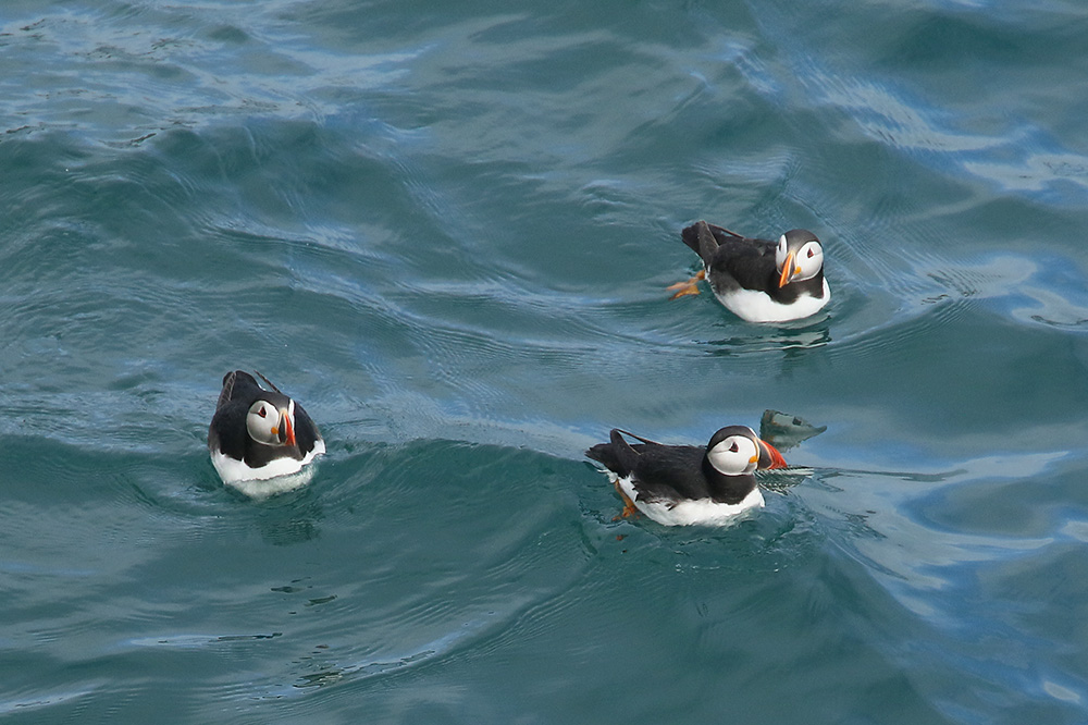 How are Jersey's puffins doing in 2017? Birds on the edgeBirds on the edge