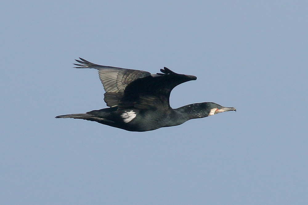 5 reasons why cormorants don’t need to be “managed” Birds on the